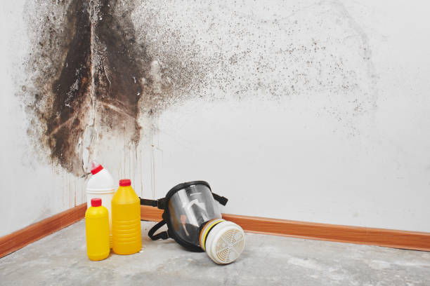 Best Mold Remediation for Healthcare Facilities  in League City, TX